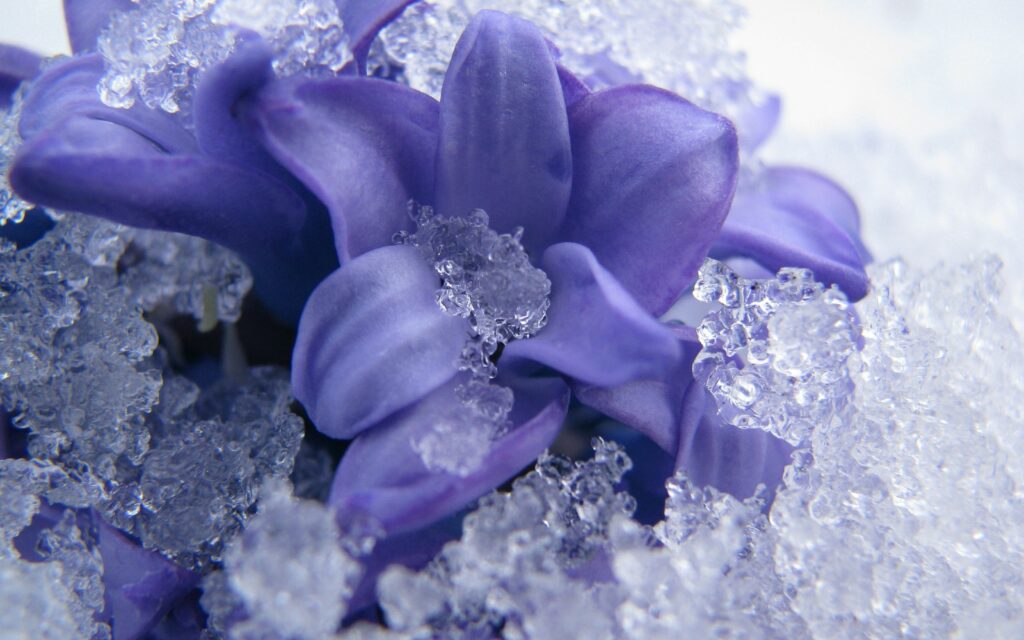 Purple Flower in Ice: Stunning Contrast for Wallpaper Background