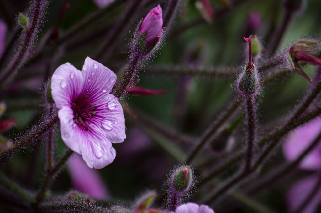 Macro Purple Geranium with Water Droplets - Stunning Wallpaper Background