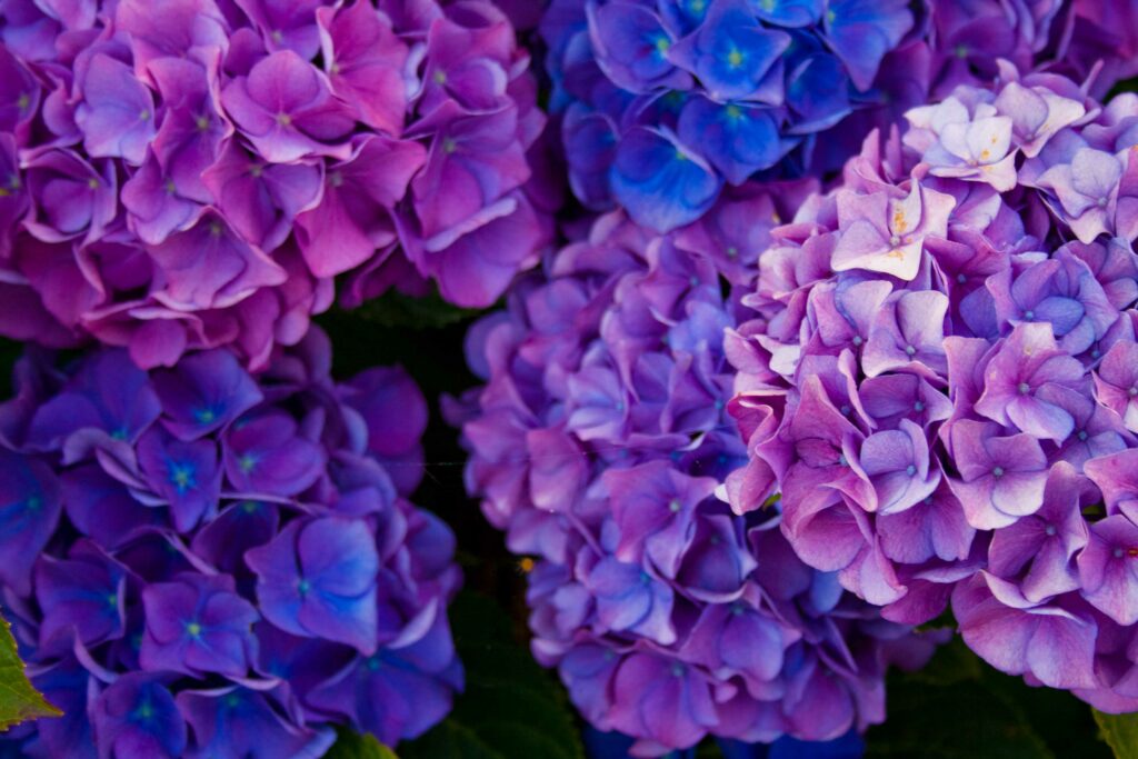 Stunning Purple Hydrangea Wallpaper: Elegant Floral Background