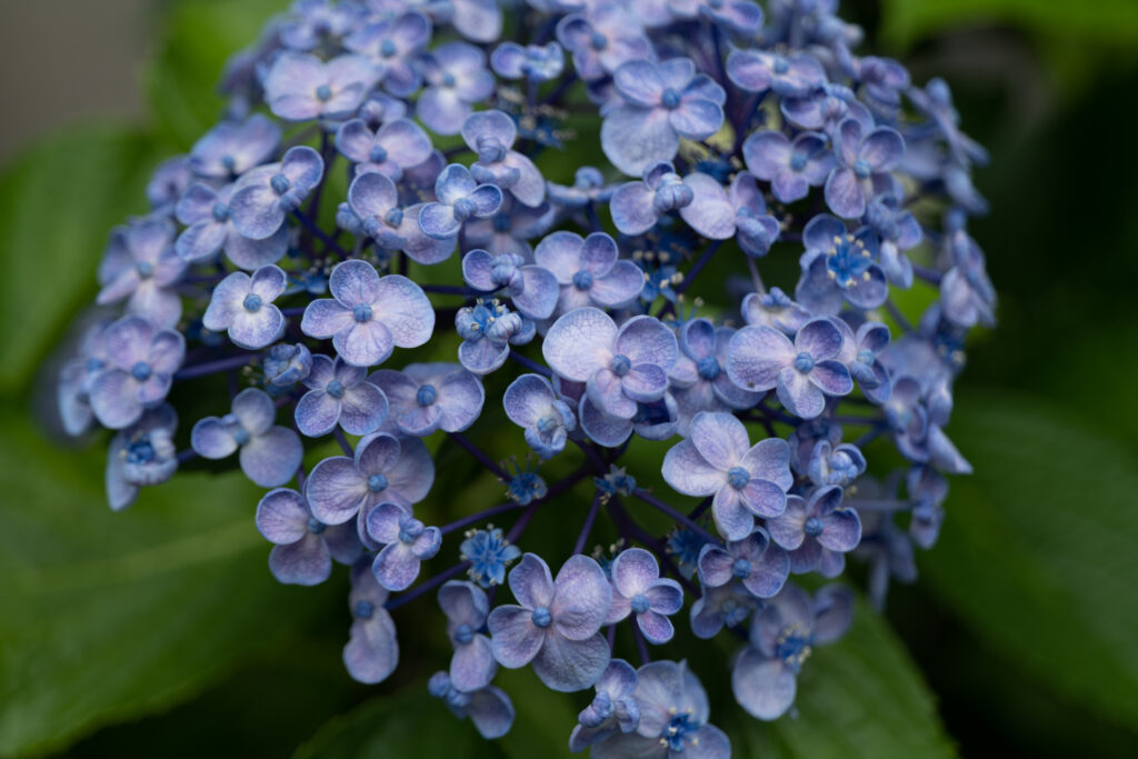 Stunning Close-Up Purple Inflorescence Wallpaper for Nature Lovers