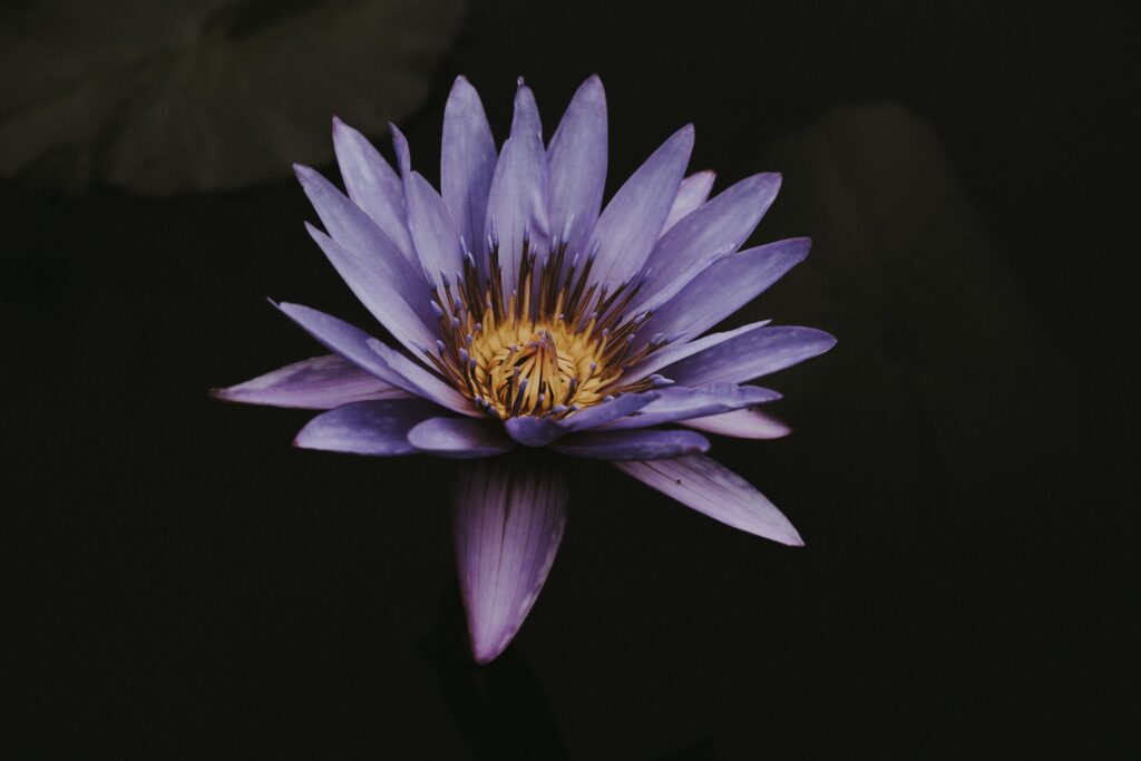 Stunning Purple Lotus Close-Up Wallpaper with Dark Background