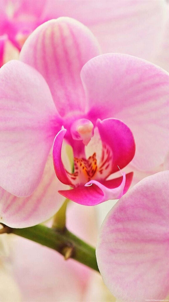Stunning Purple Orchid Wallpaper: Elegant Floral Background