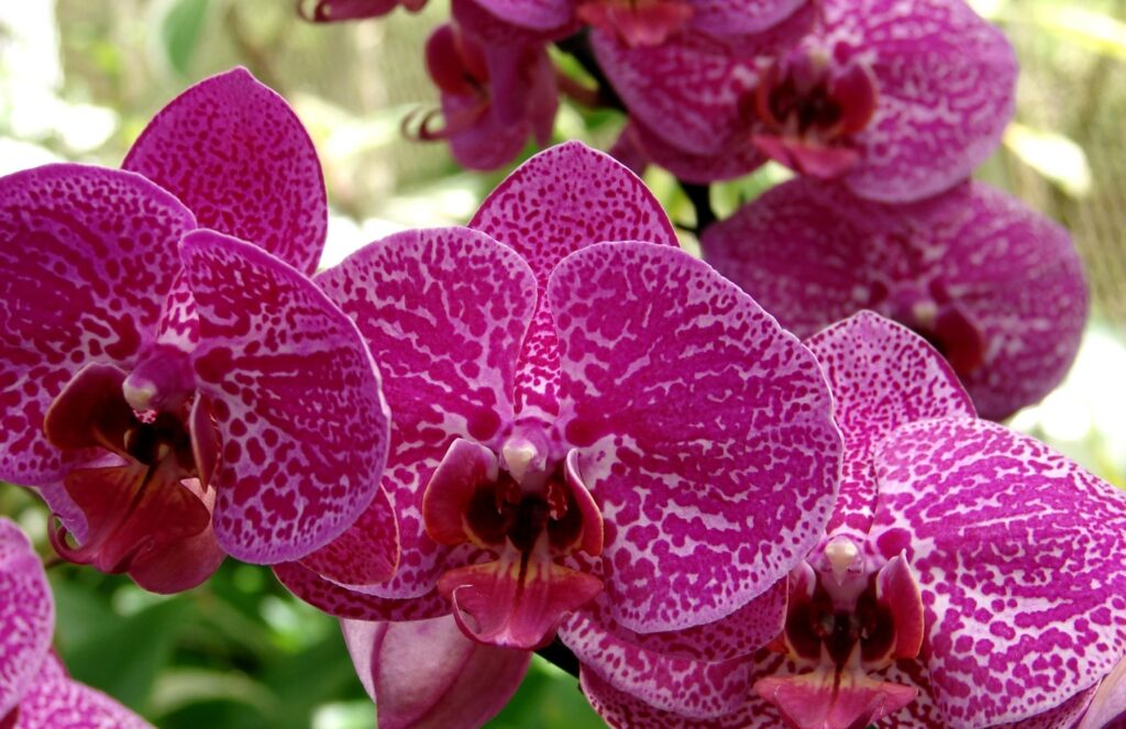 Elegant Purple Orchids Wallpaper: Stunning Floral Close-Up Background