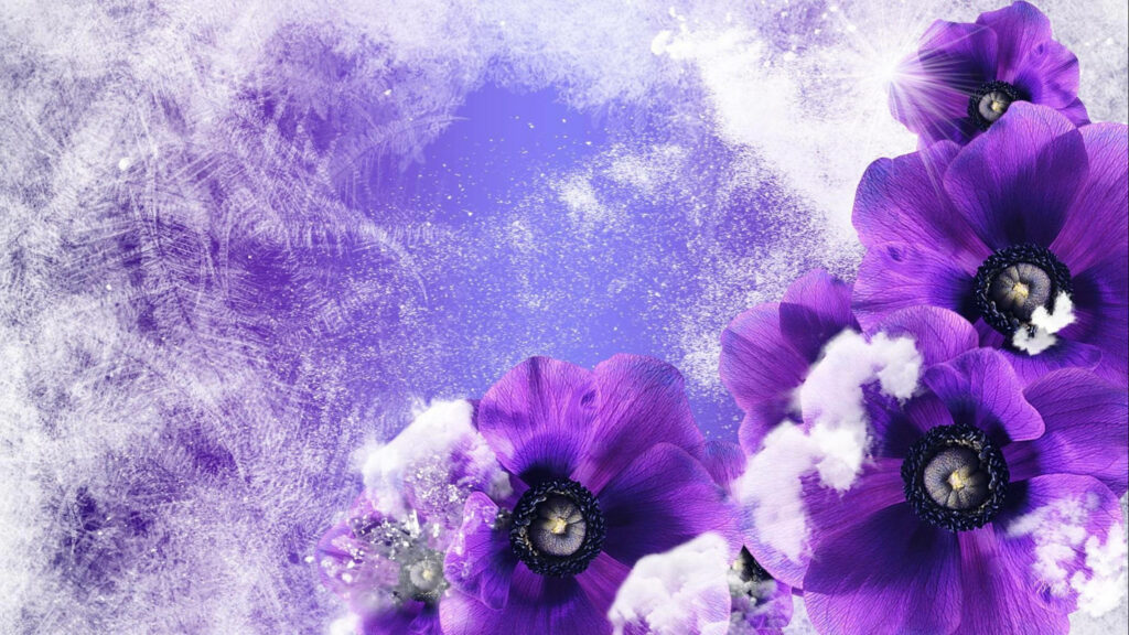 Vibrant Purple Poppies on Frosty Winter Wallpaper Background