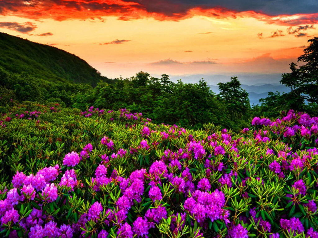 Stunning Purple Rhododendron Landscape Wallpaper at Sunset