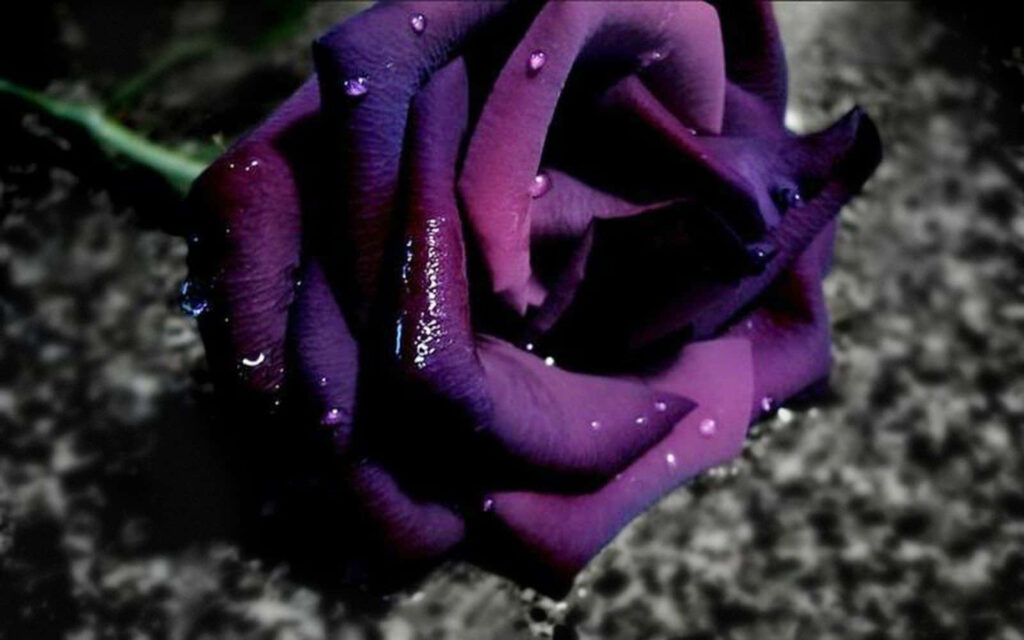 Close-Up of a Vibrant Purple Rose with Glistening Water Droplets Wallpaper