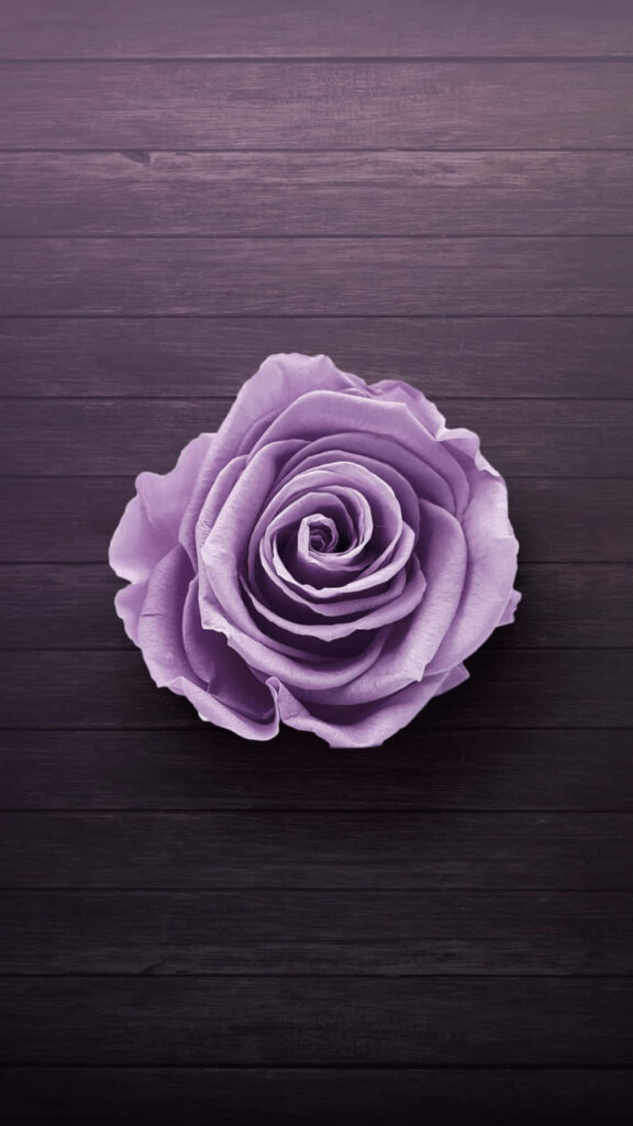 Stunning Purple Rose Wallpaper on Dark Textured Background