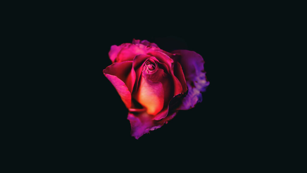Stunning Purple Rose Wallpaper on Black - HD Vivid Floral Image