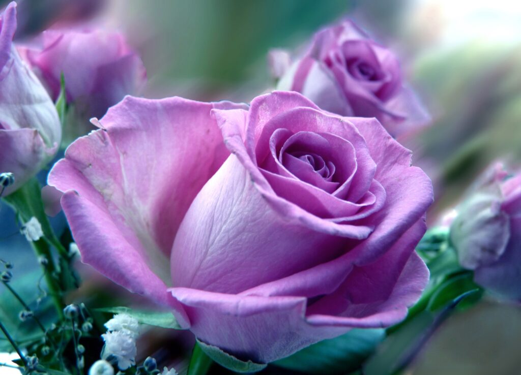 Elegant Purple Rose Close-Up Wallpaper – Natural Beauty Background