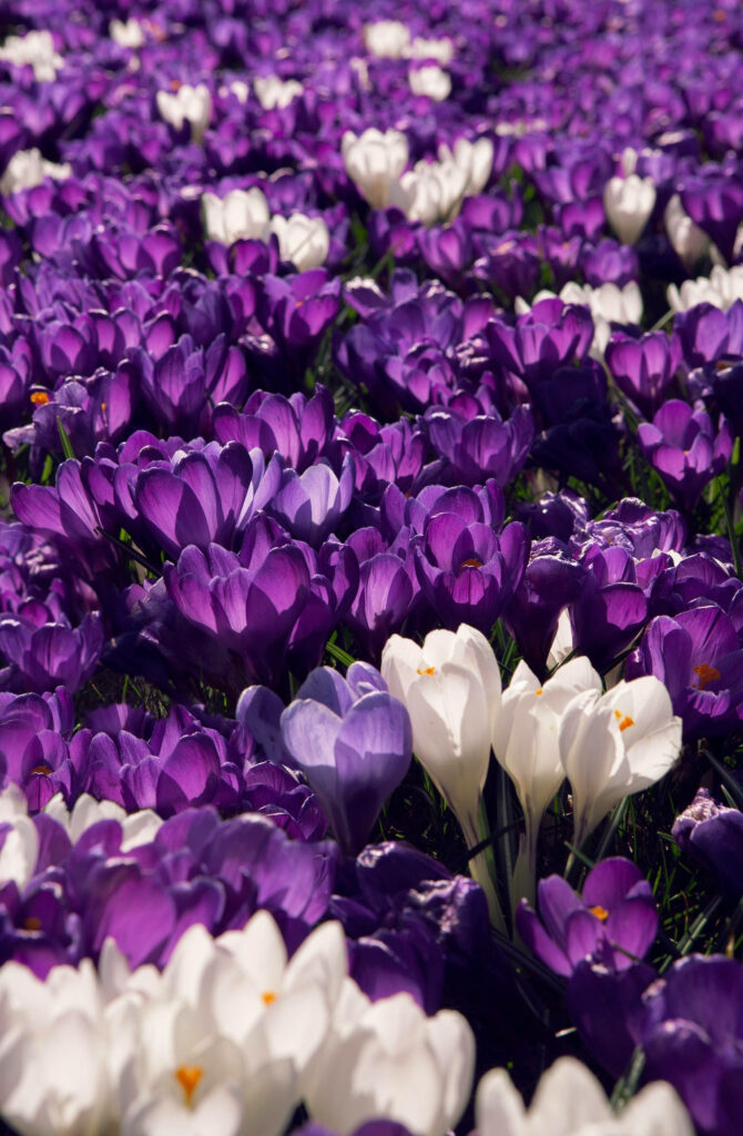 Vibrant Crocus Wallpaper: Stunning Purple & White Background for iPhone