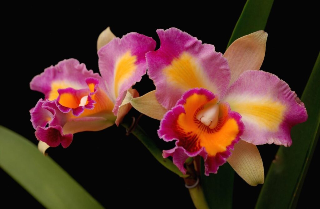 Vibrant Orchid Wallpaper: Stunning Purple & Yellow Floral Background