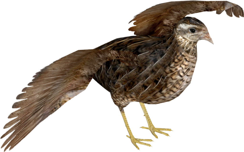 Detailed Quail PNG Wallpaper with Wings Spread on Transparent Background