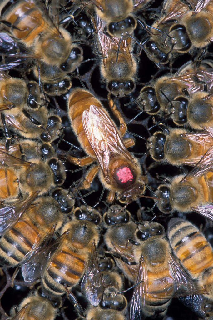 Captivating Queen Bee Close-Up: Stunning Bee Colony Wallpaper