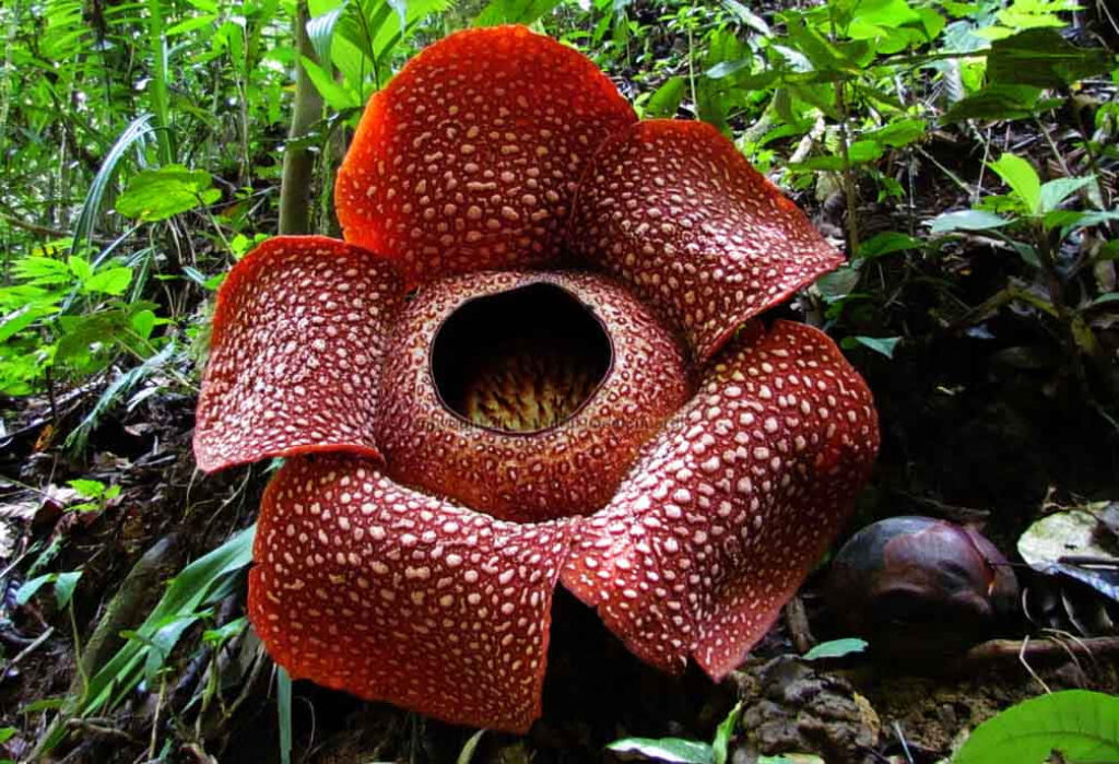 Rafflesia Flower Wallpaper: Stunning Red Petals in Green Forest
