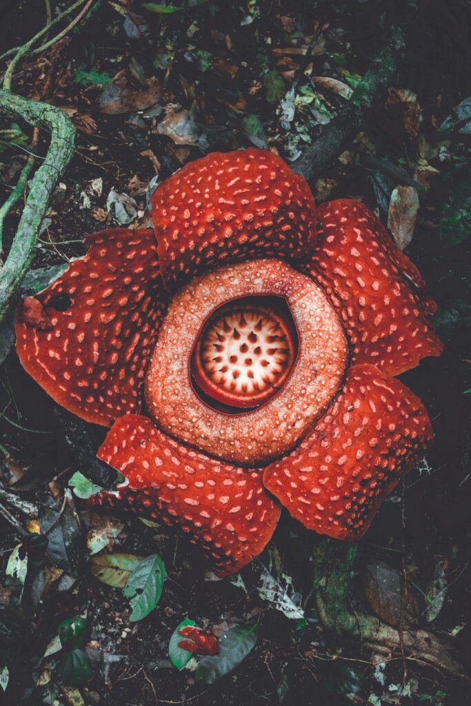 Stunning Close-Up of Rafflesia Flower: Vibrant Red Petals & Background Wallpaper
