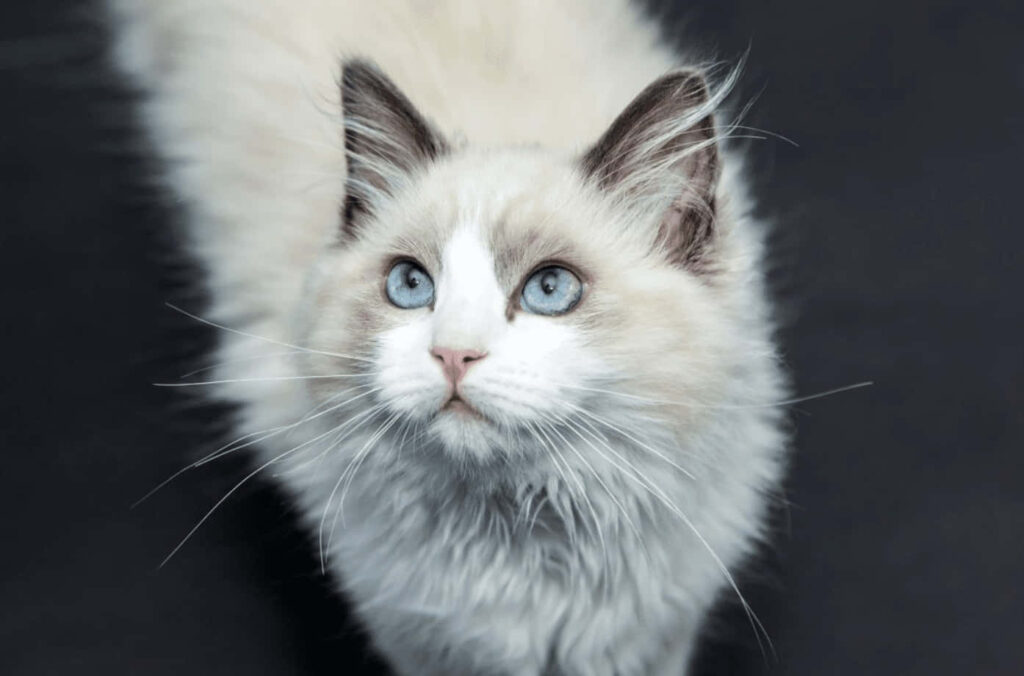Serene Ragdoll Cat Wallpaper: Blue Eyes on Dark Background