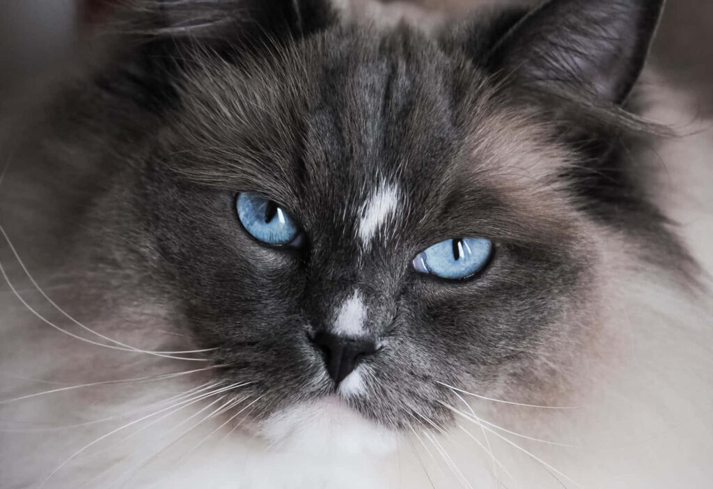 Charming Ragdoll Cat Wallpaper: Elegant Blue-Eyed Cat in Style