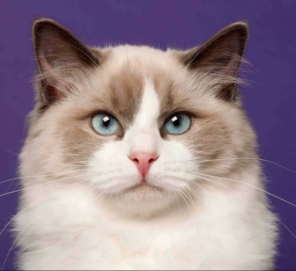 Stunning Ragdoll Cat Wallpaper: Blue Eyes & Fluffy Fur on Purple