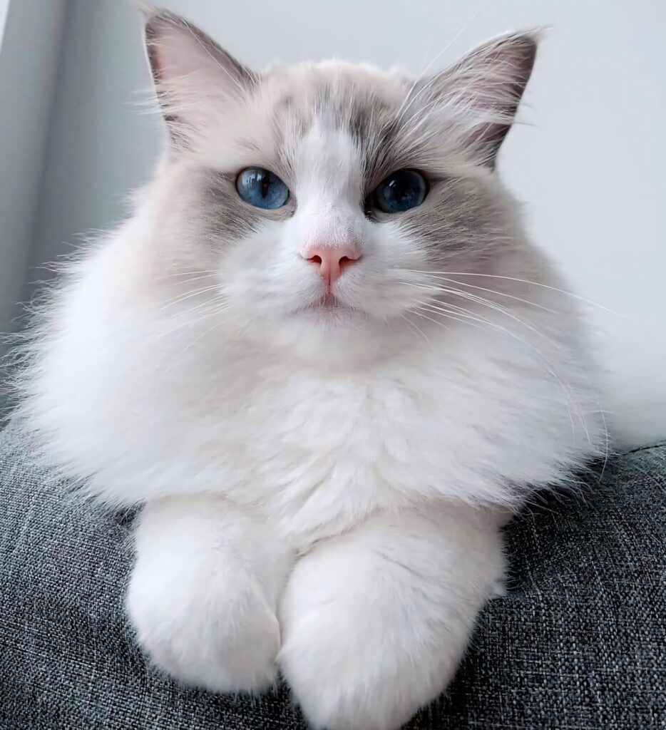 Elegant Ragdoll Cat Wallpaper: Fluffy Grace on a Couch
