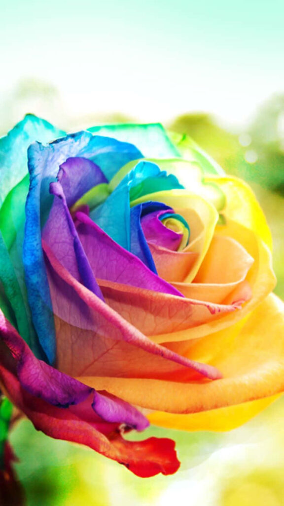 Vibrant Rainbow Rose Wallpaper - Colorful Elegance Background