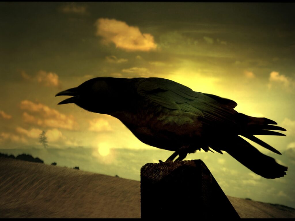 Raven Silhouette at Sunset: Mysterious Background Wallpaper