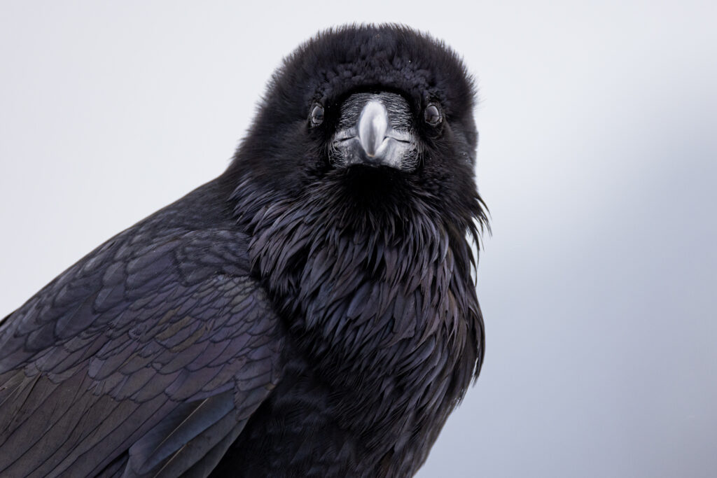 Stunning Close-Up of a Raven: Intricate Feathers & Intense Gaze Wallpaper