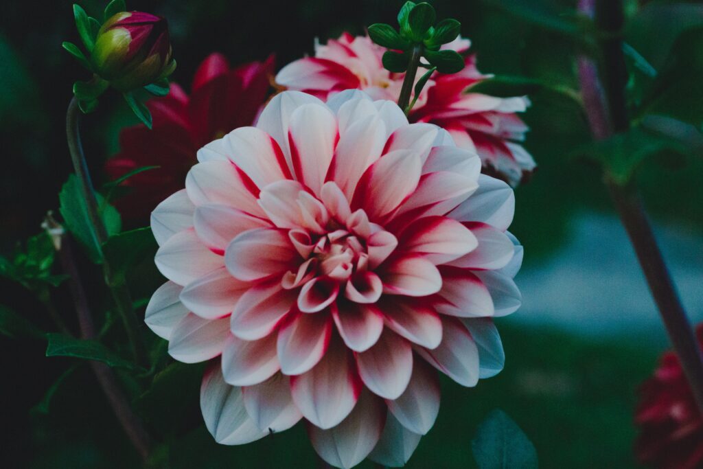 Stunning Rebecca's World Dahlia Bloom with Bud in Lush Greenery Wallpaper