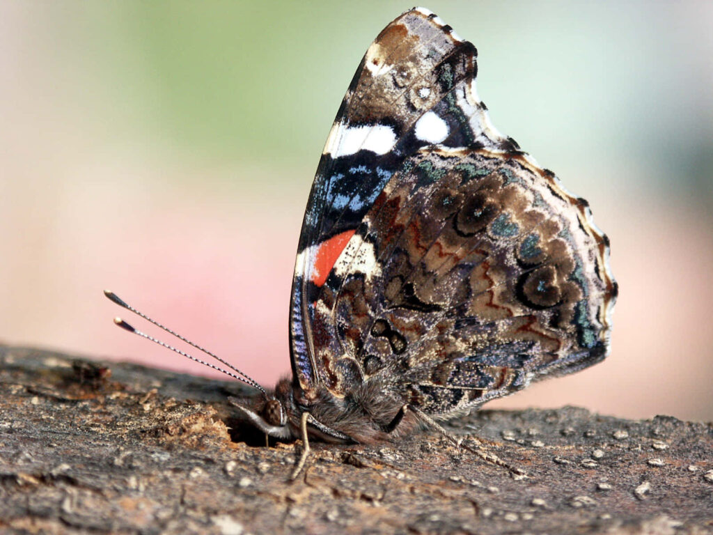 Vibrant Red Admiral Butterfly Wallpaper: Intricate Wing Details