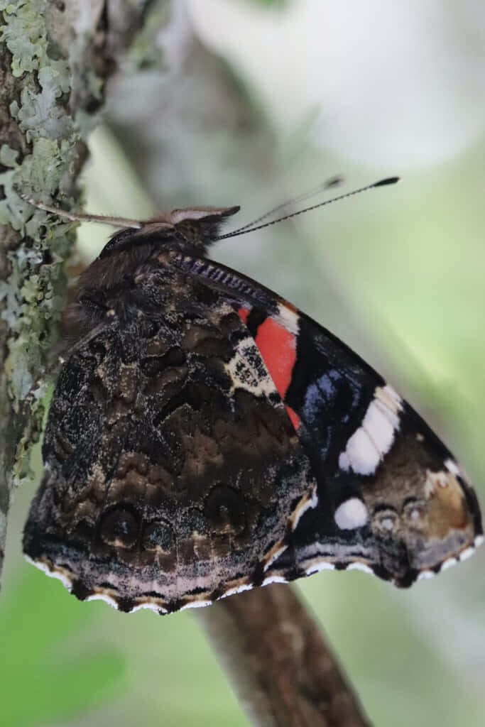 Red Admiral Butterfly Wallpaper: Vibrant Close-Up on Leaf