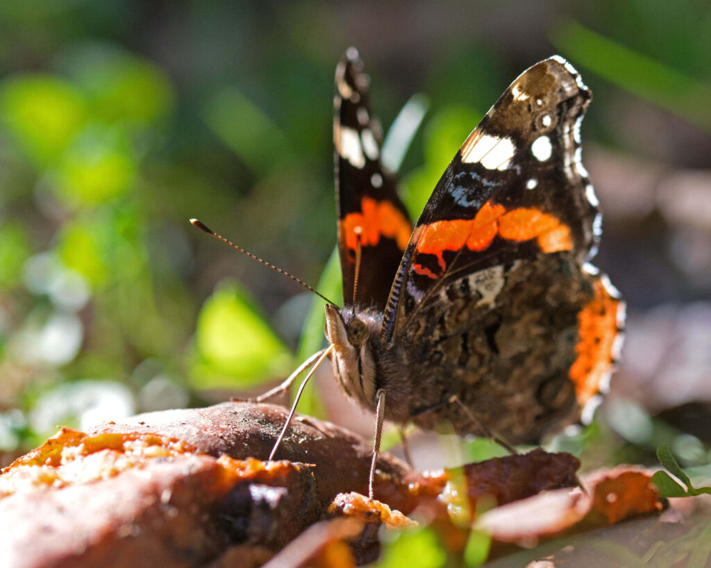 Vibrant Red Admiral Butterfly on Leaf - Stunning Wallpaper Background