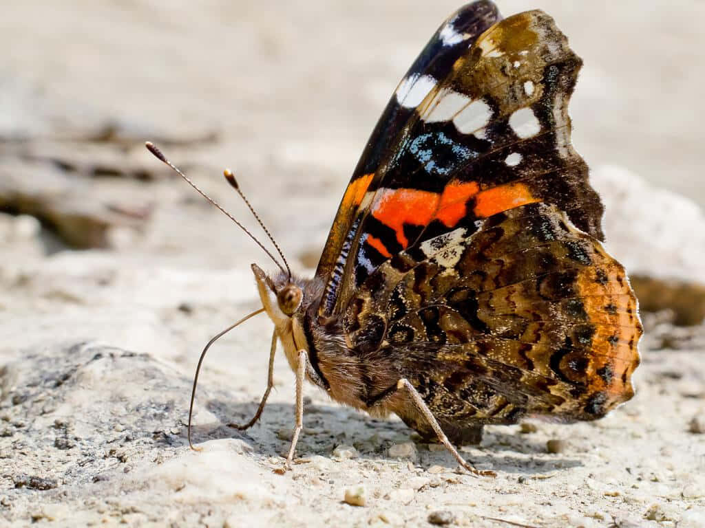 Stunning Red Admiral Butterfly Wallpaper: Intricate Patterns in Nature