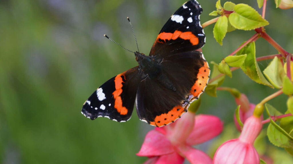 Red Admiral Butterfly on Flower: Stunning Green Wallpaper Background