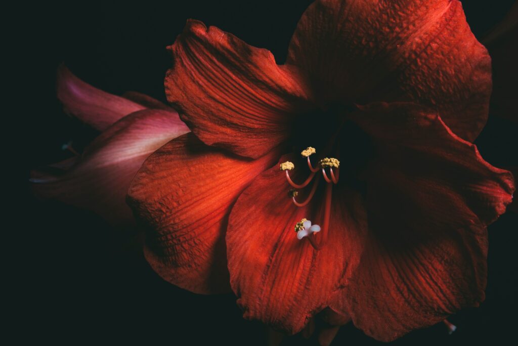 Vibrant Red Amaryllis Close-Up: Stunning Floral Wallpaper Background