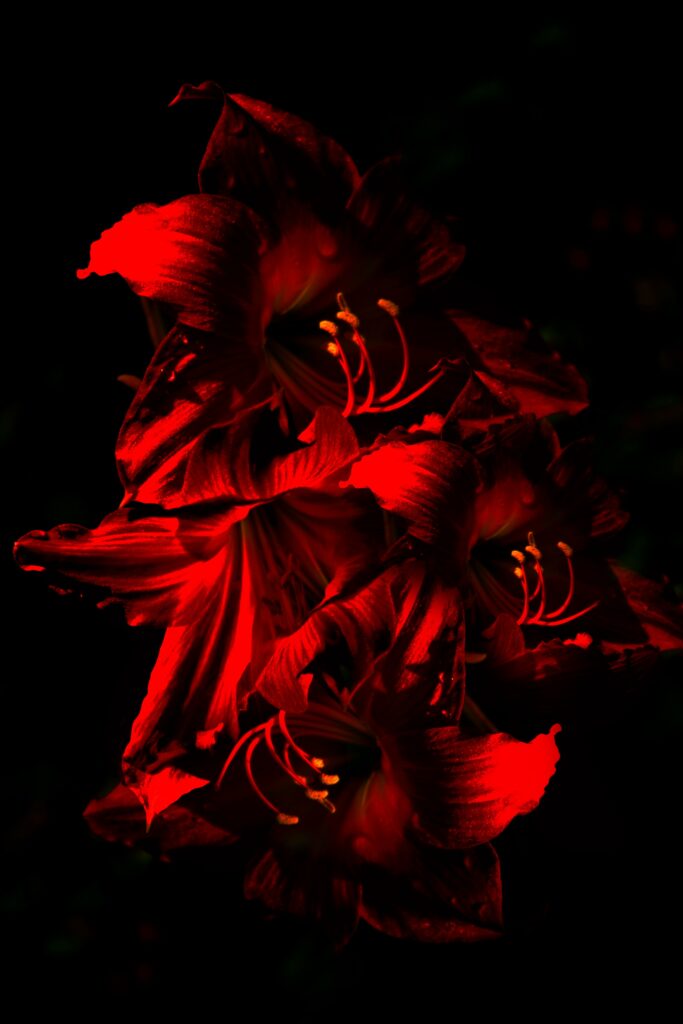 Vivid Red Amaryllis Wallpaper: Close-Up Bloom on Dark Background