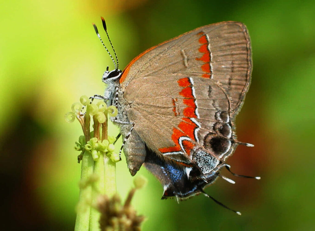 Vibrant Red Banded Hairstreak Butterfly Close-Up Wallpaper