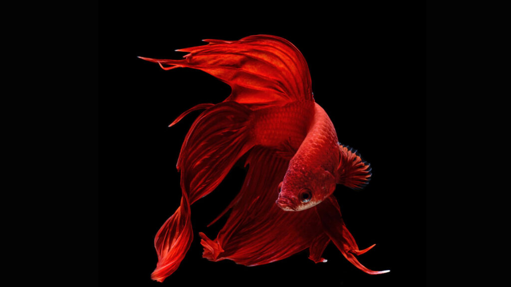 Stunning Red Betta Fish Wallpaper: Graceful Fins on Black Background