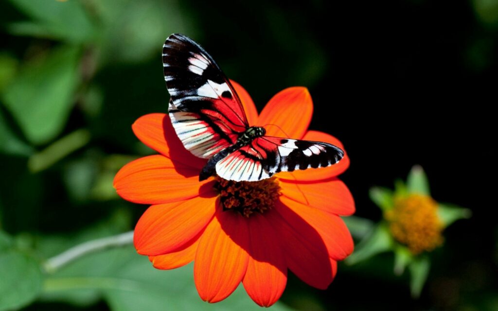 Vibrant Red & Black Butterfly on Blooming Orange Flower Wallpaper