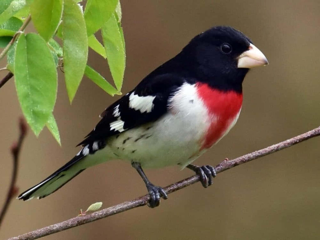 Red-Breasted Bird on Branch Amidst Fresh Green Leaves Background Wallpaper