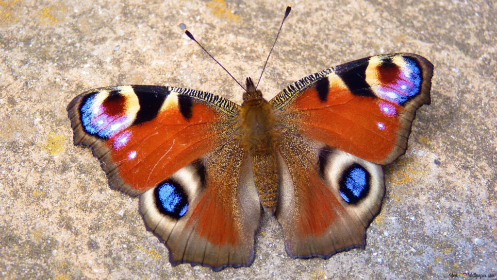 Stunning Red Butterfly Wallpaper: Vibrant Patterns on Textured Surface
