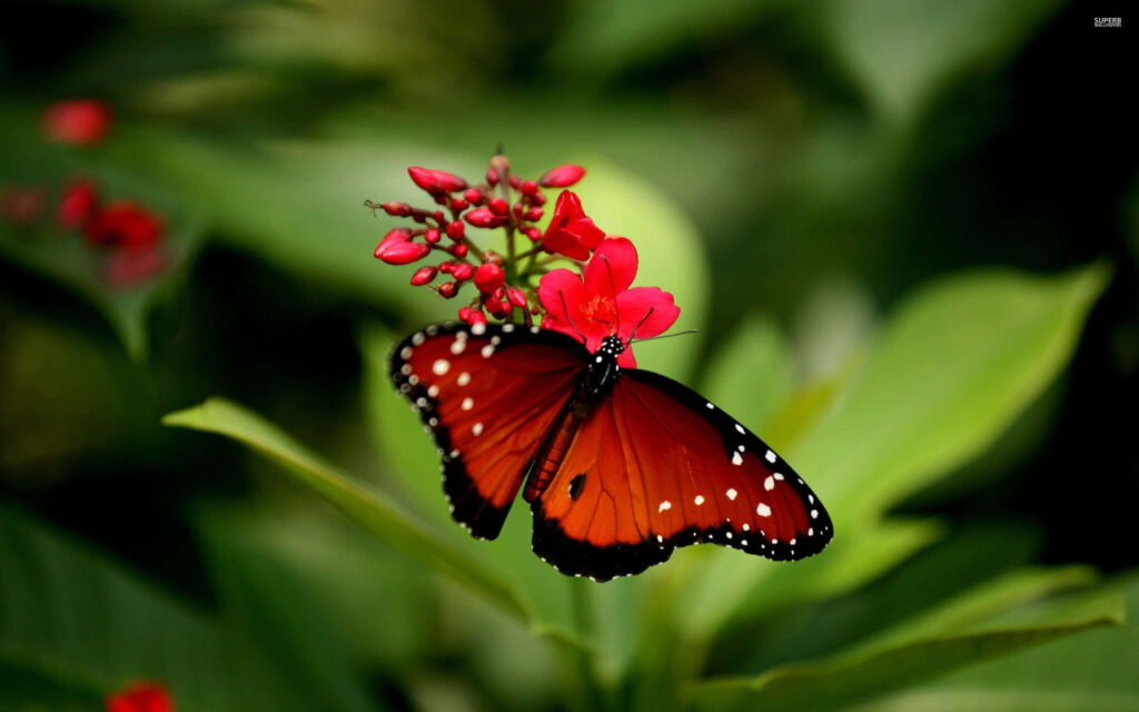 Stunning Red Butterfly on Vibrant Red Flowers - Wallpaper Background