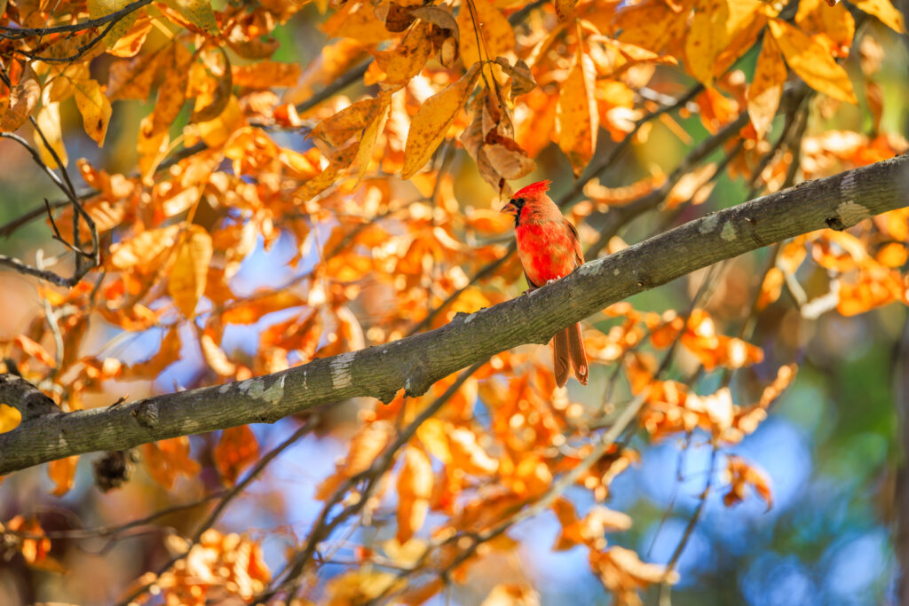 Stunning Red Cardinal in Autumn Leaves - Vibrant Wallpaper Background