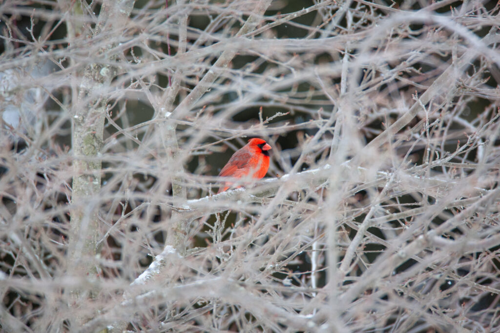 Vibrant Red Cardinal on Snowy Branches - Serene Winter Background Wallpaper