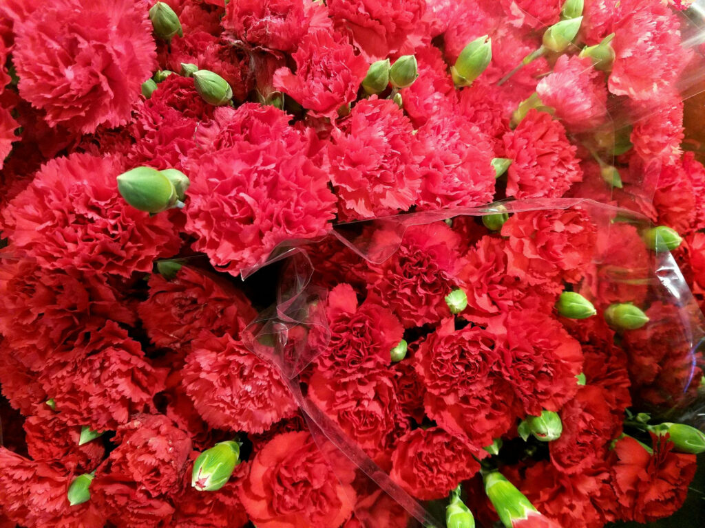 Vibrant Red Carnations Wallpaper: Lush Floral Background Design