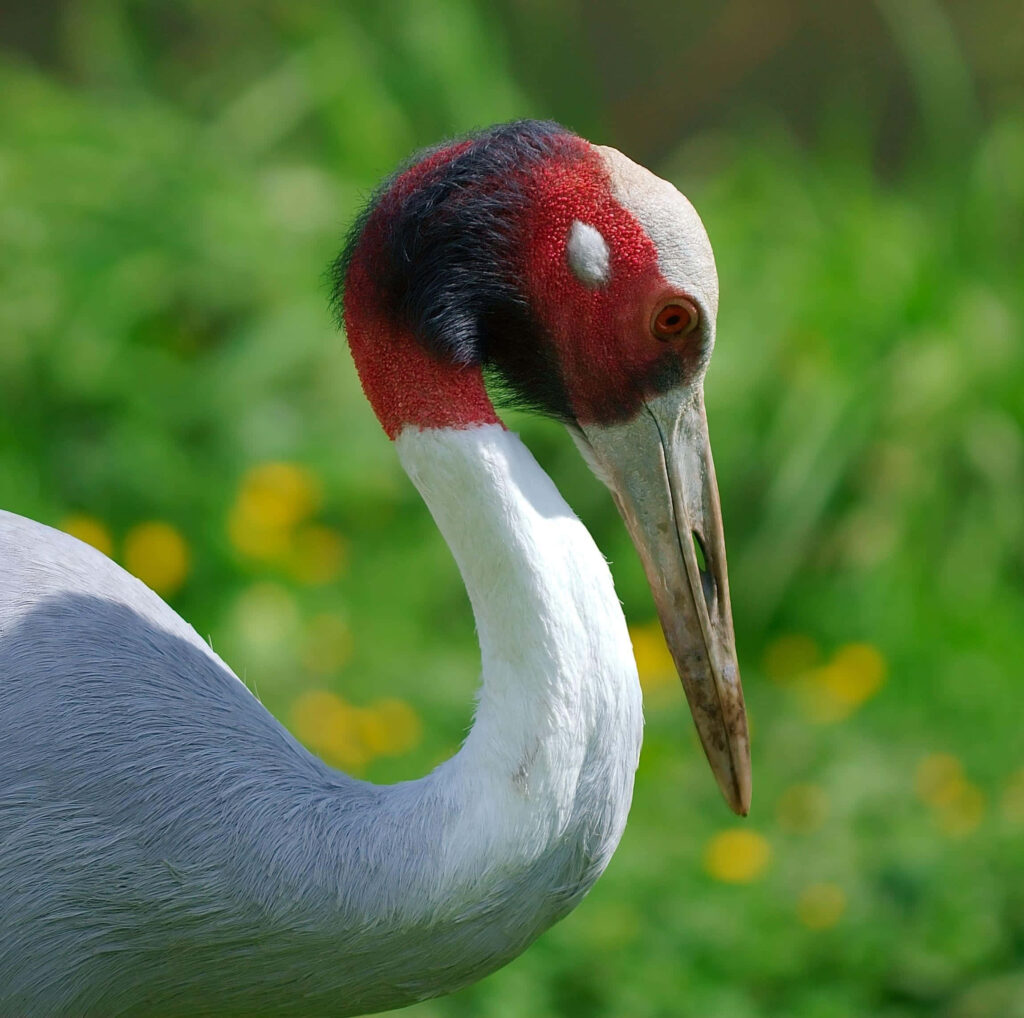 Elegant Red Crowned Crane Wallpaper in Lush Green Background