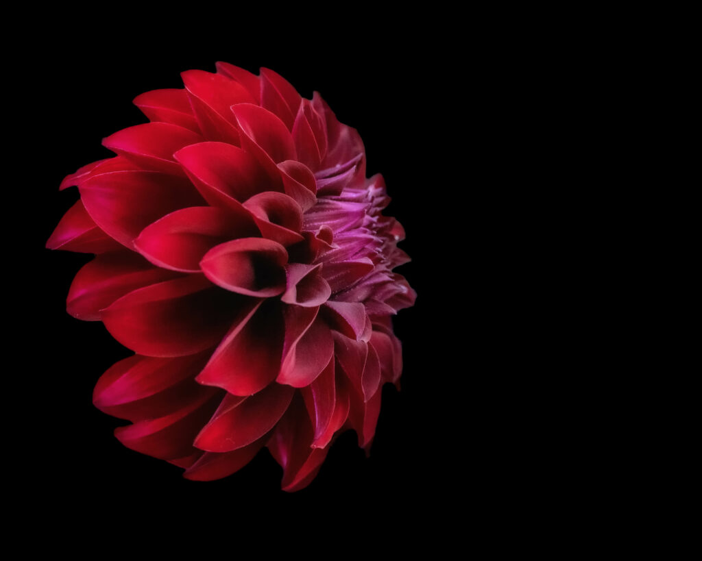 Stunning Red Dahlia Macro Wallpaper on Black Background