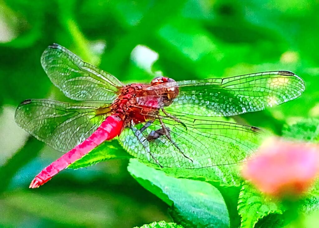 Vibrant Red Dragonfly Close-Up Wallpaper on Green Leaf