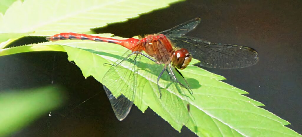 Vibrant Red Dragonfly Close-Up Wallpaper on Green Leaf Background