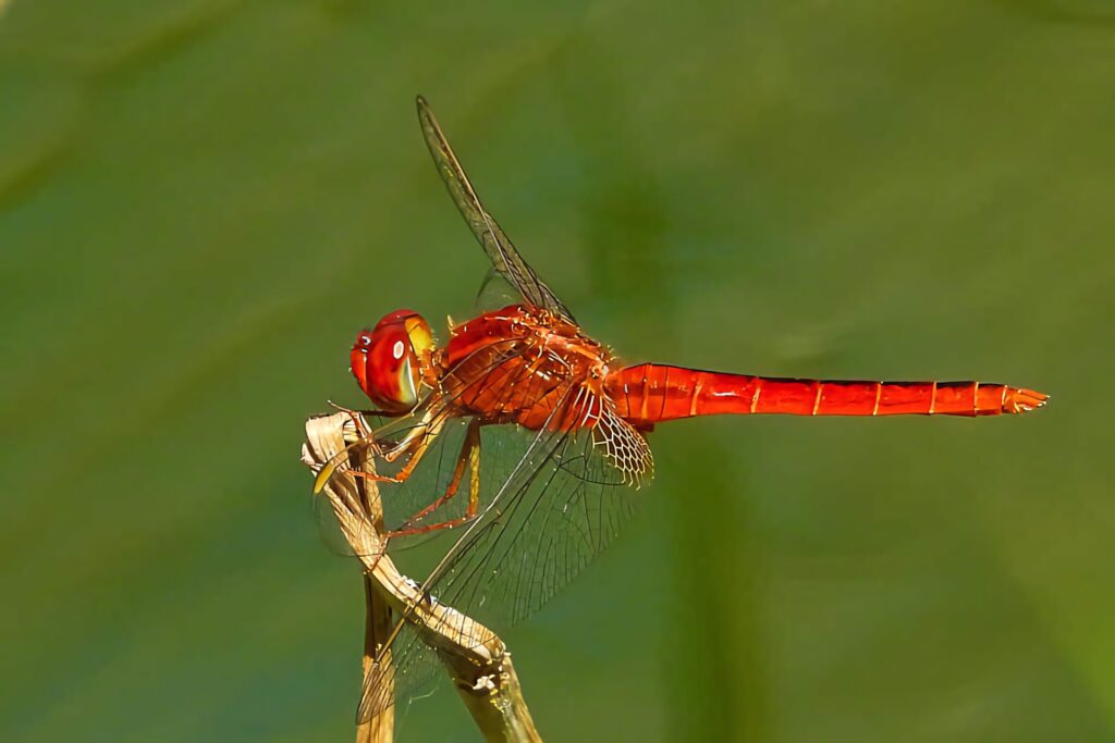 Vibrant Red Dragonfly Close-Up Wallpaper on Soft Green Background