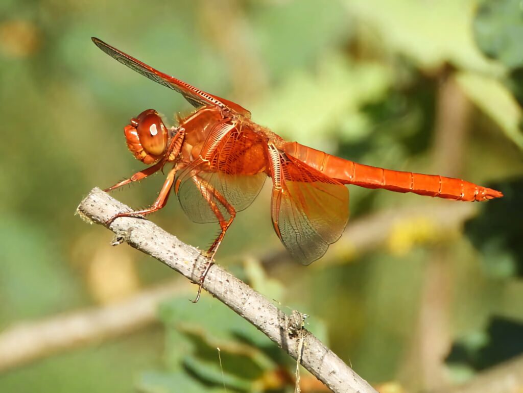 Stunning Red Dragonfly Wallpaper: Vivid Colors & Nature's Beauty