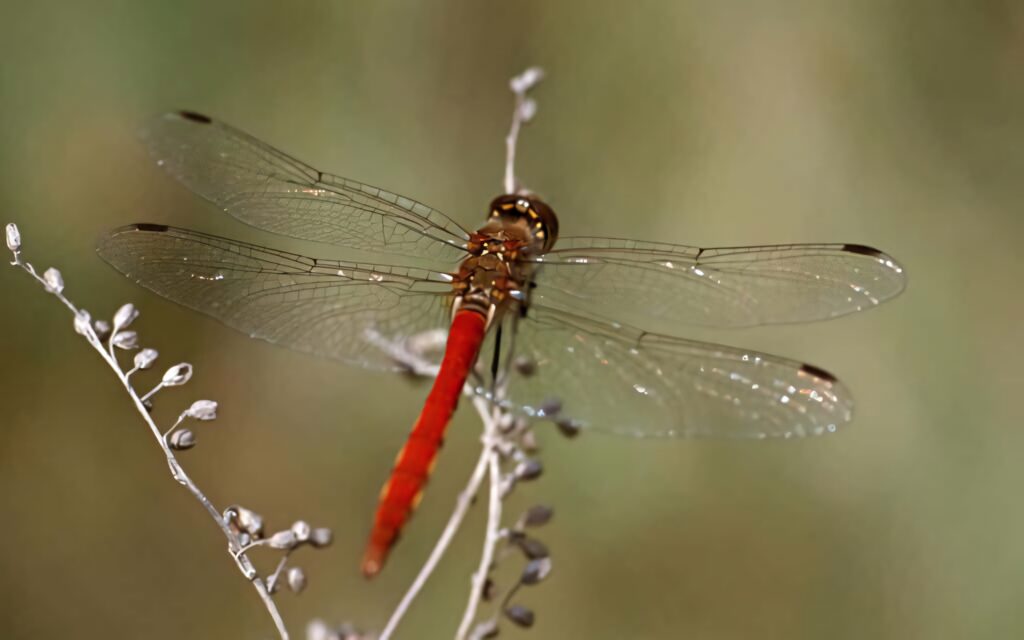 Stunning Red Dragonfly Wallpaper: Translucent Wings on Twig